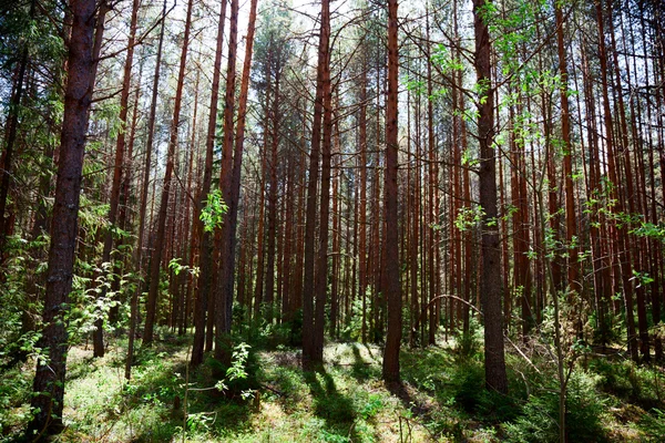 Deep forest — Stock Photo, Image