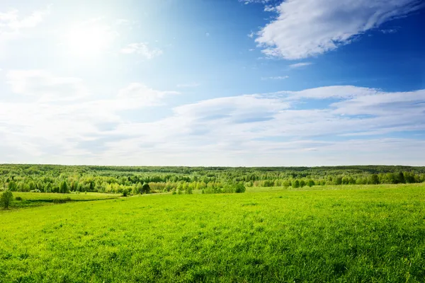Yeşil çimen tarlası — Stok fotoğraf