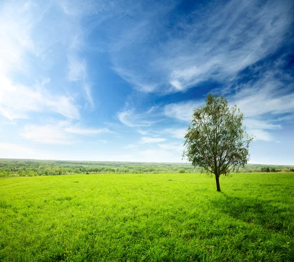 Çimen ve günbatımı tarlası — Stok fotoğraf