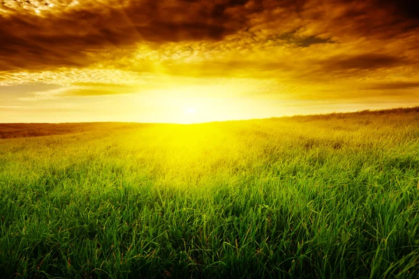 Grasveld en zonsondergang — Stockfoto