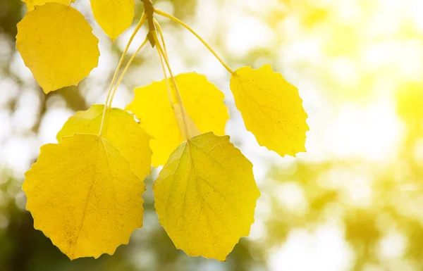 Φθινοπωρινά κίτρινα φύλλα της λεύκας — Φωτογραφία Αρχείου