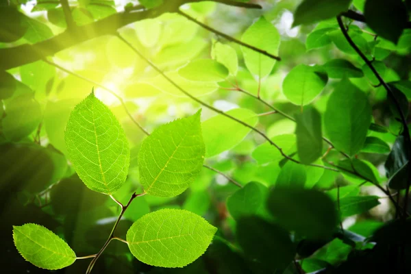 Zielone liście w lesie — Zdjęcie stockowe