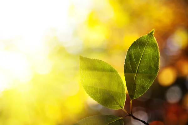 Zelené listy v podzimním lese — Stock fotografie