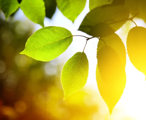 Gröna löv i höstskogen — Stockfoto
