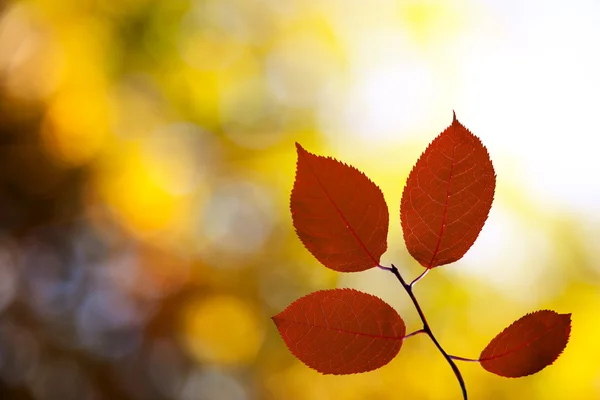 Ormanda kırmızı sonbahar yaprakları — Stok fotoğraf