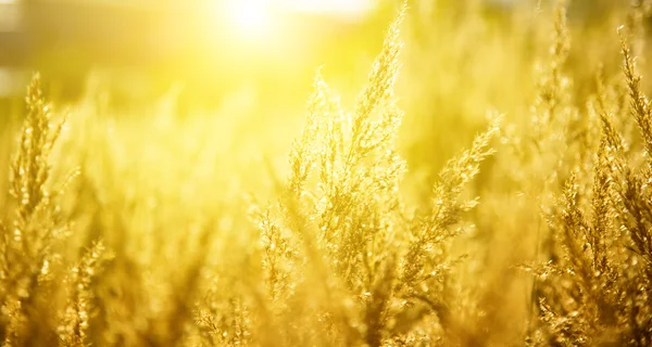 黄色秋草和日落 — 图库照片