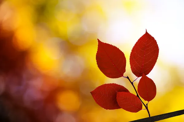Hojas rojas de otoño en el bosque — Foto de Stock