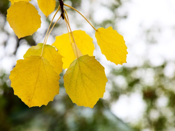 Осіннє жовте листя осики — стокове фото