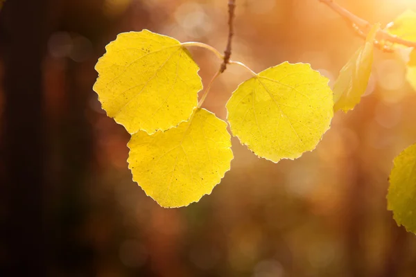 Folhas de álamo na floresta de outono — Fotografia de Stock