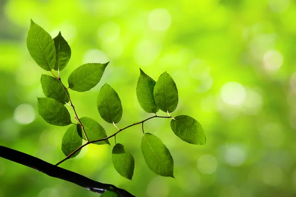 Zielonych liści w lesie — Zdjęcie stockowe