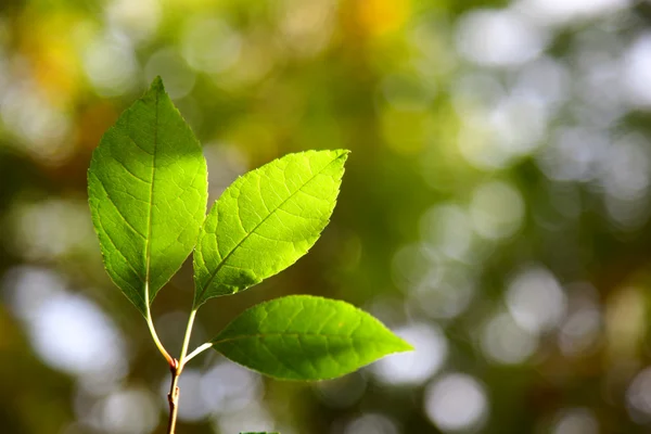 Zielone liście w jesiennym lesie — Zdjęcie stockowe