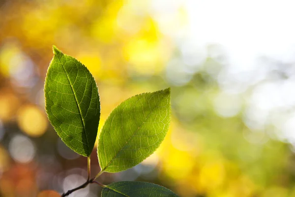 Gröna löv i höstskogen — Stockfoto