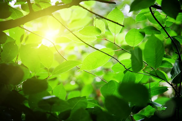 Gröna löv i skogen — Stockfoto