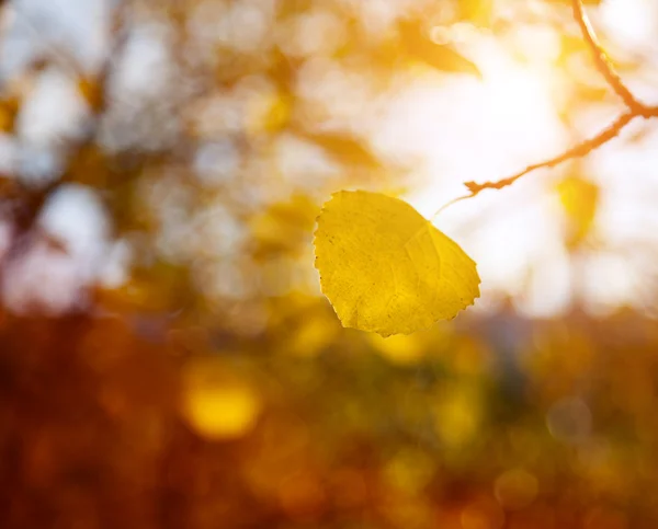 Листья осины в осеннем лесу — стоковое фото