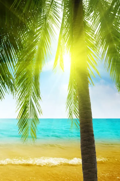 Palm og morgenhav – stockfoto