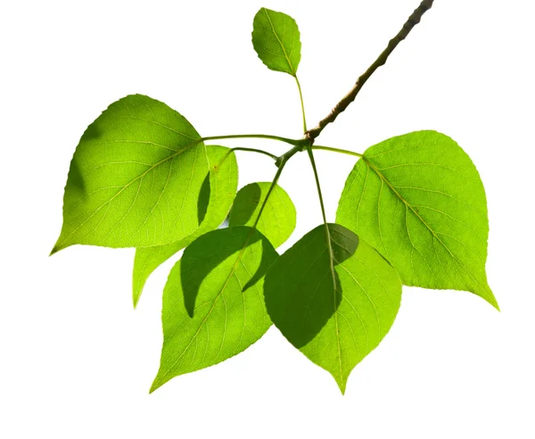 Leaves of poplar isolated on the white — Stock Photo, Image