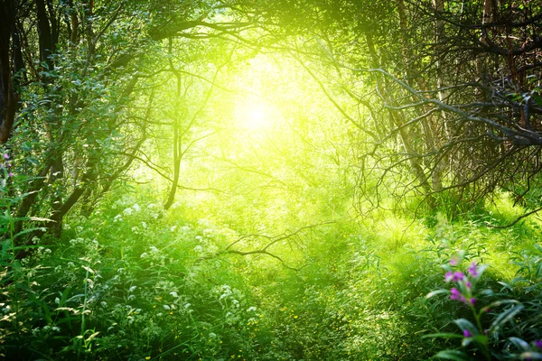 Słoneczny dzień w głębokim lesie — Zdjęcie stockowe