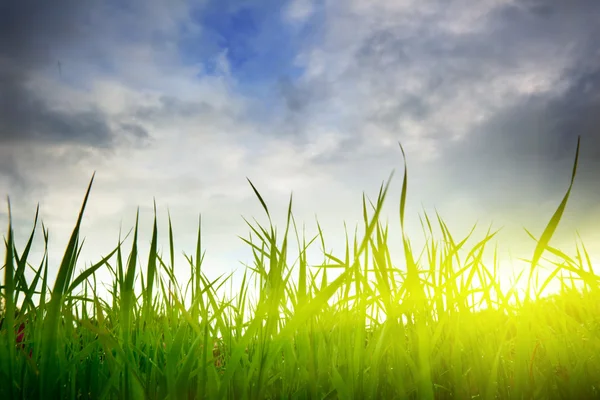 Трава и закат — стоковое фото