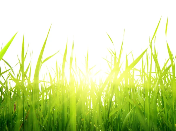 잔디와 태양 — 스톡 사진