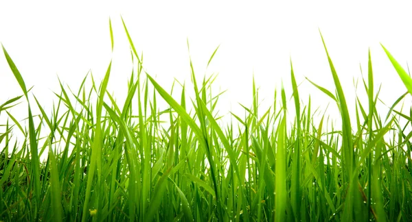 Gras isoliert auf dem weißen — Stockfoto
