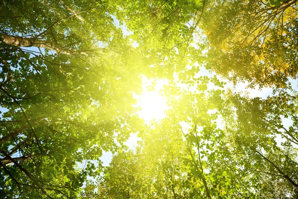 Sun in deep forest — Stock Photo, Image