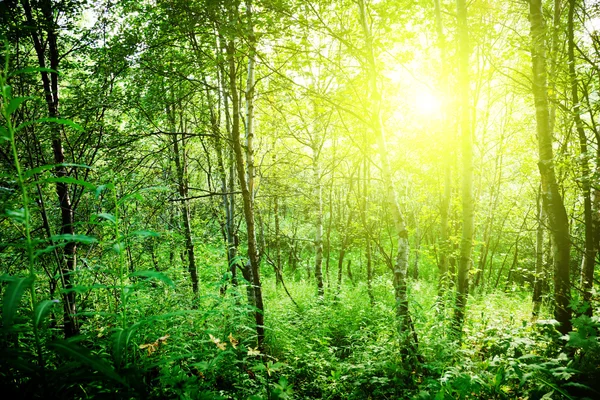 Sun in deep forest — Stock Photo, Image