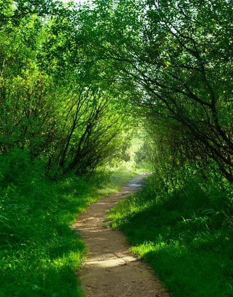 Grond weg in de zomer groene bos — Stockfoto