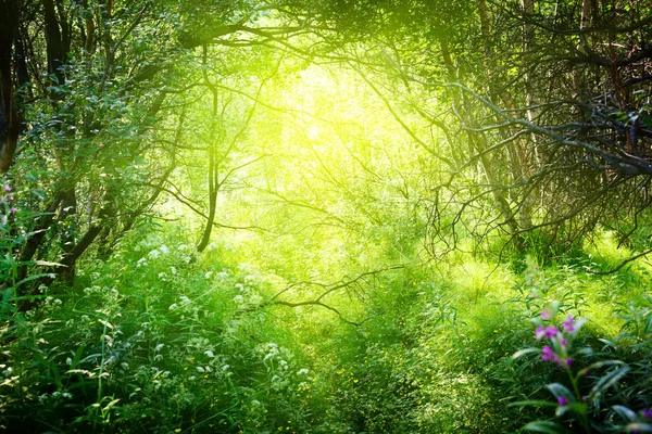Sonniger Tag im tiefen Wald — Stockfoto
