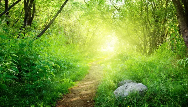 Camino de tierra en el bosque verde de verano — Foto de Stock