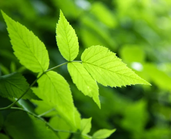Gröna blad i djupa skogen — Stockfoto