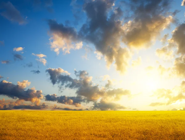 Gelbes Feld und Sonnenuntergang — Stockfoto