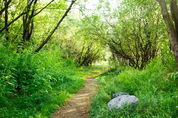 Route au sol en forêt verte d'été — Photo