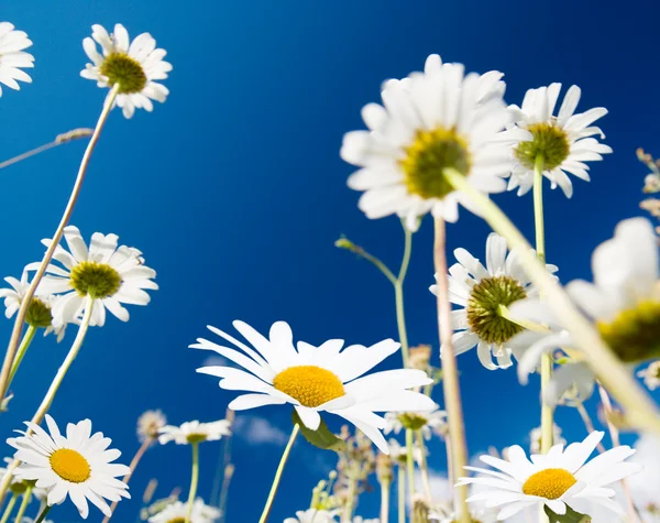 Daisy flowers and summer blue sky — Stock Photo, Image