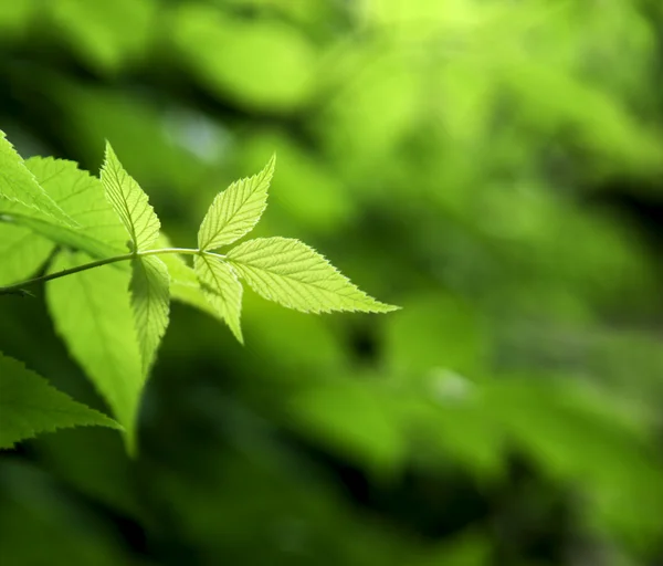 绿色的树叶深林 — 图库照片