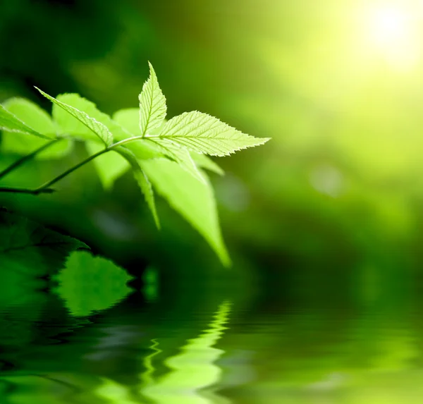 Green leaves in deep forest — Stock Photo, Image