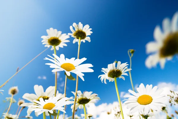 Květy sedmikrásky a letní modrá obloha — Stock fotografie