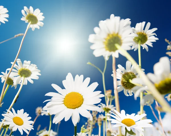 Daisy flowers and summer blue sky — Stock Photo, Image