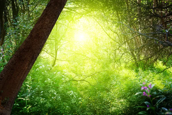 Sonne im tiefen Wald — Stockfoto