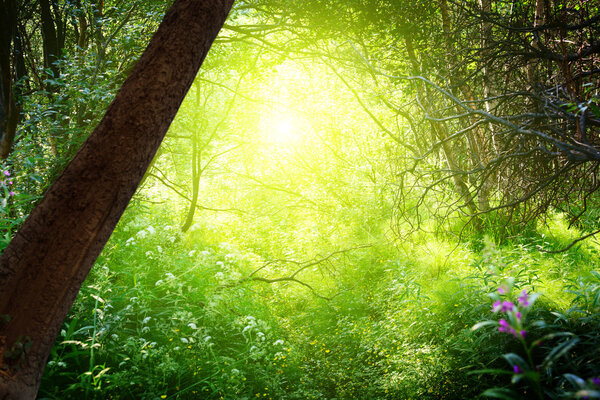 Sun in deep forest
