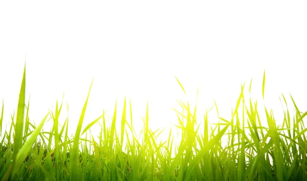 Трава и солнце — стоковое фото