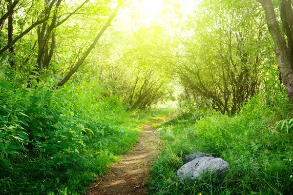Camino de tierra en el bosque verde de verano — Foto de Stock
