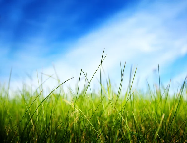 Tráva pod perfect blue sky — Stock fotografie