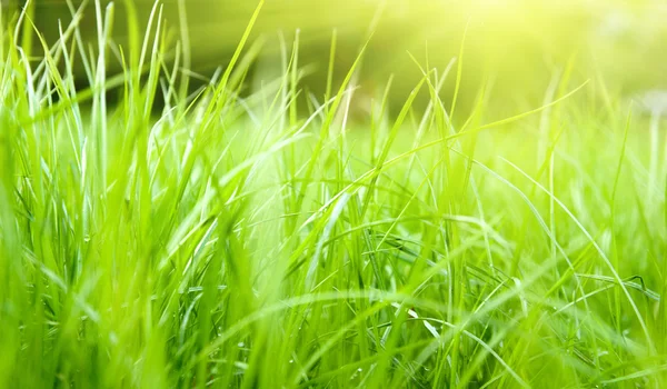 Jarní trávy a slunečního záření — Stock fotografie