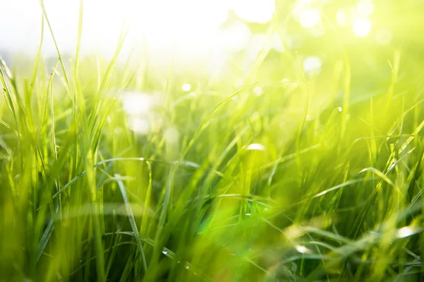 Bahar çimen ve güneş ışığı — Stok fotoğraf