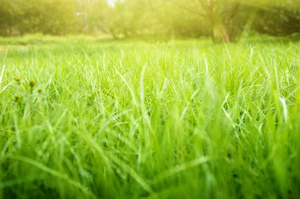 春の草と日光 — ストック写真