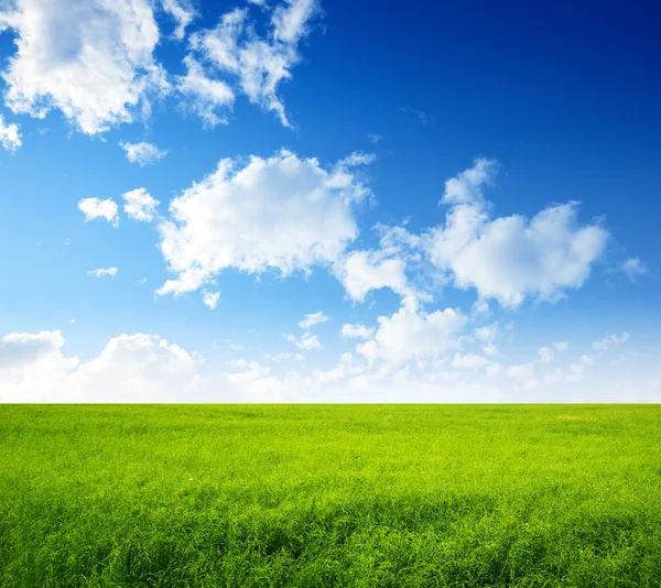 Летнее поле зеленой травы — стоковое фото