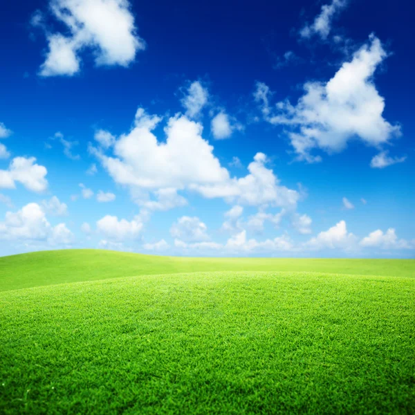 Field of grass Stock Image