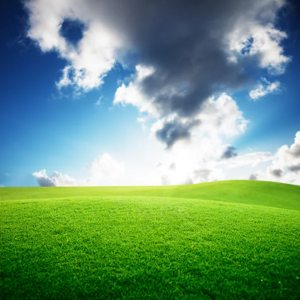 Field of grass Royalty Free Stock Photos