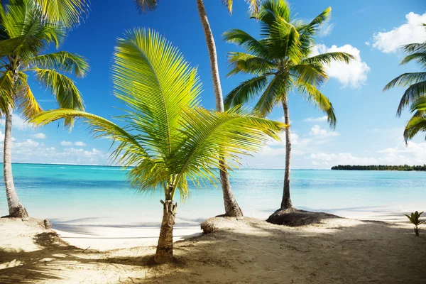 Caribbean sea and coconut palms Stock Photo