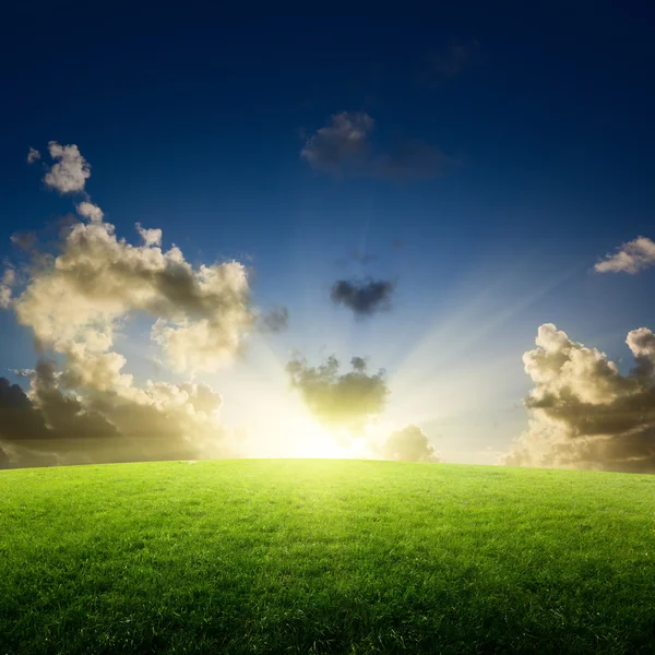 Field of grass and sunset Stock Image